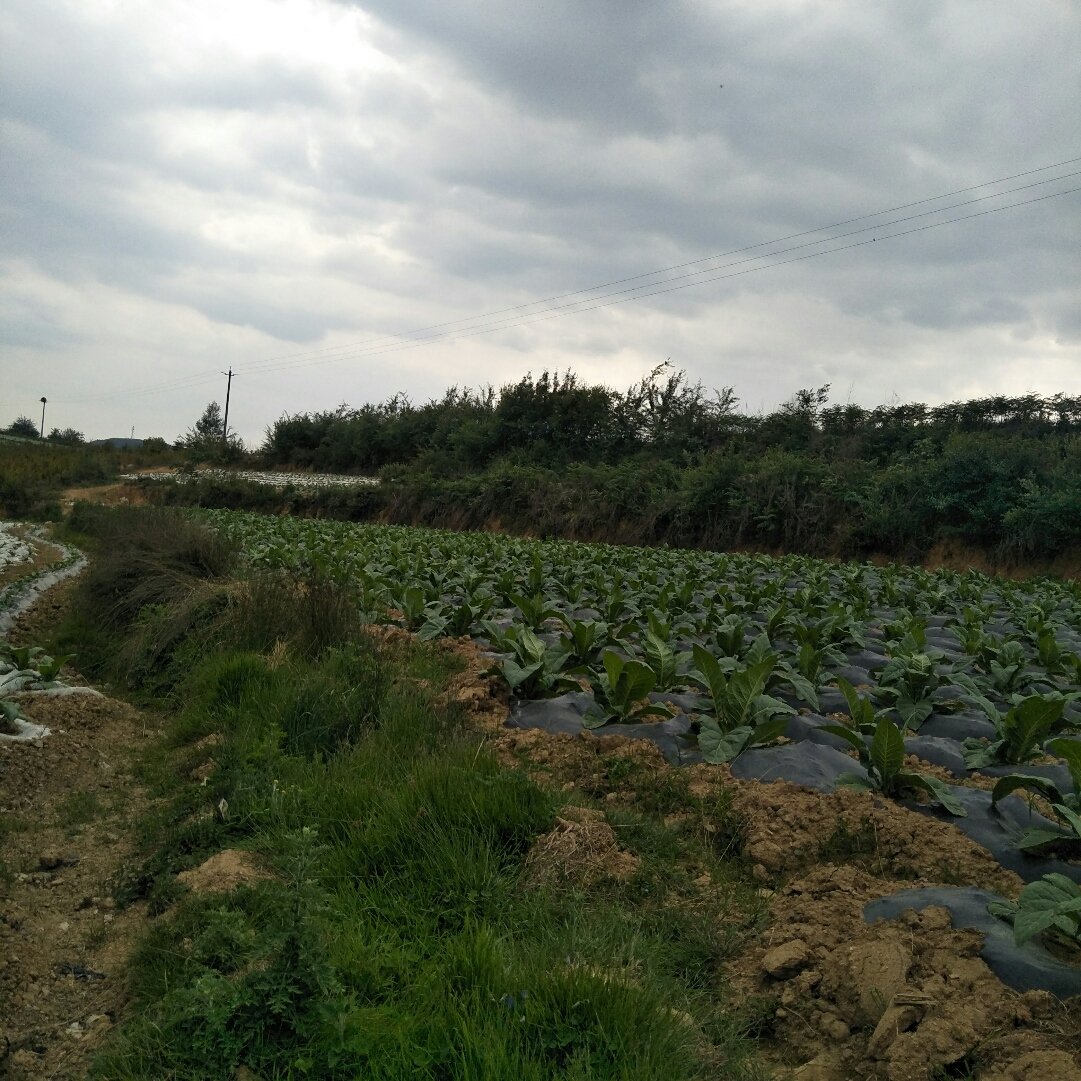 赛马镇天气预报详解