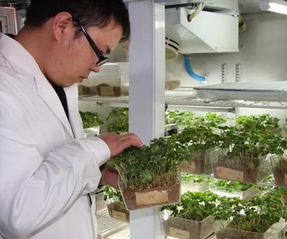 棉花原种场最新项目引领农业现代化新趋势