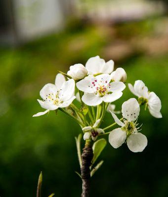 梨花属于什么生肖,准确资料解释落实_HDR71.842