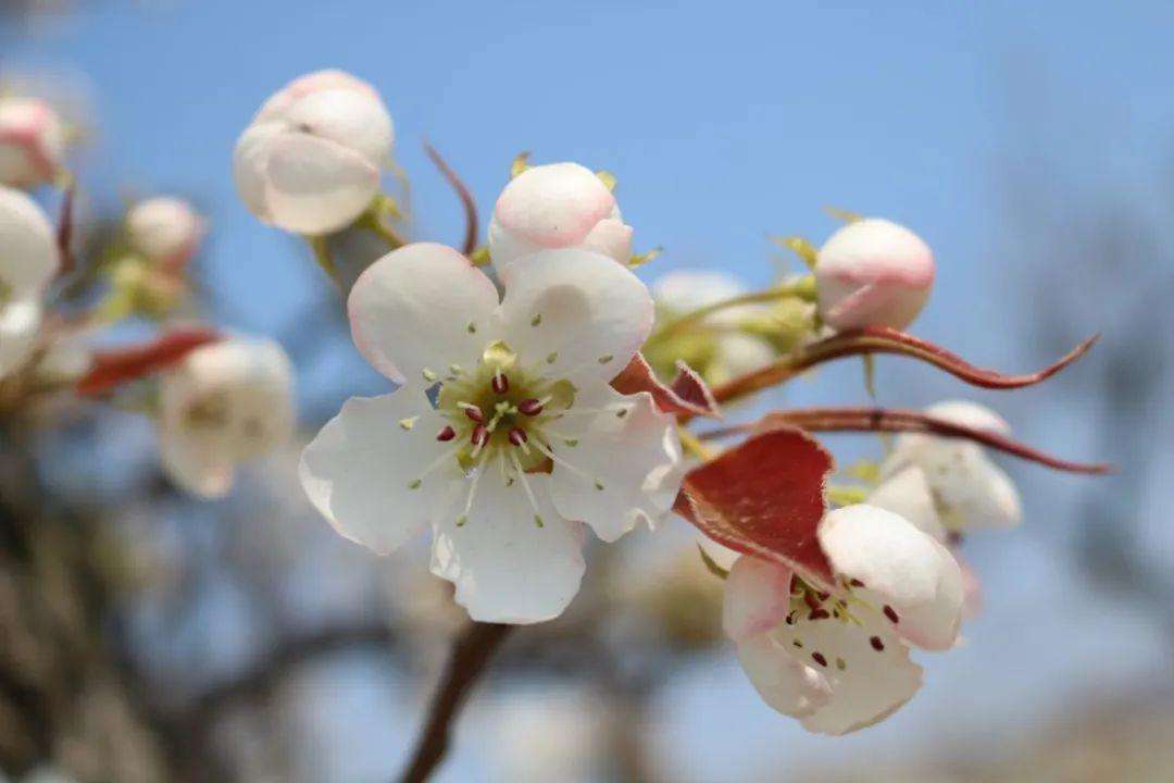 梨花属于什么生肖,可靠设计策略执行_4K71.738